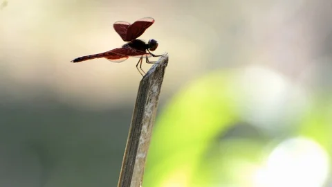 Dragonfly Stock Footage 128476578