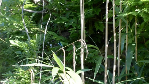 Dragonfly Stock Footage 128577607