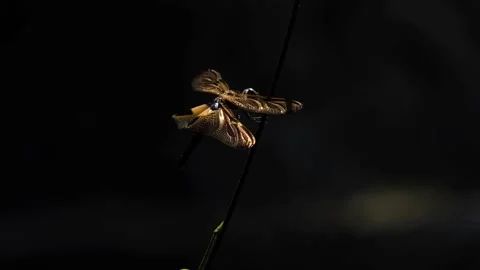 Dragonfly Video stock 134178370