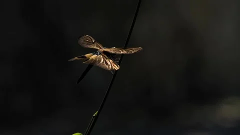 Dragonfly Video stock 134178388
