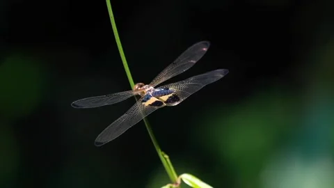 Dragonfly Video stock 134178443