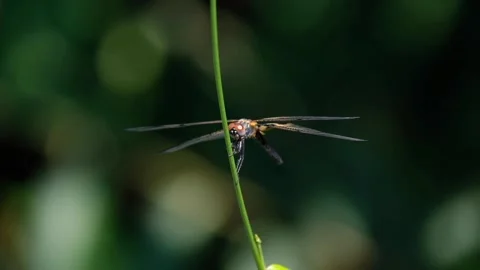Dragonfly Stock Footage 134178507