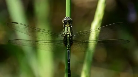 Dragonfly Video stock 139274317