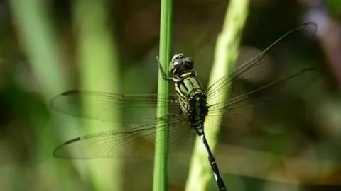 Dragonfly Video stock 139274394