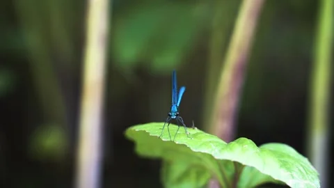 Dragonfly Stock Footage