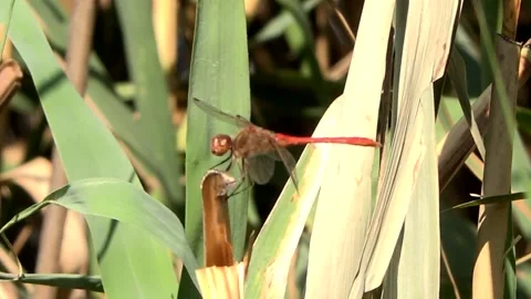 Dragonfly 库存影片 153603399