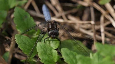Dragonfly Vídeo Stock 154062452