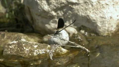 Dragonfly Video stock 155382318