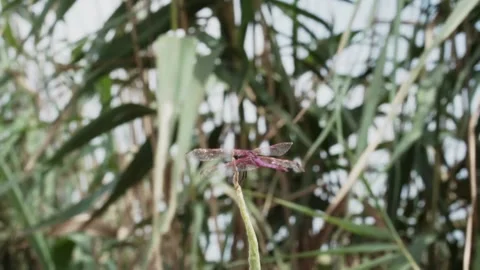 Dragonfly 스톡 동영상 157129969