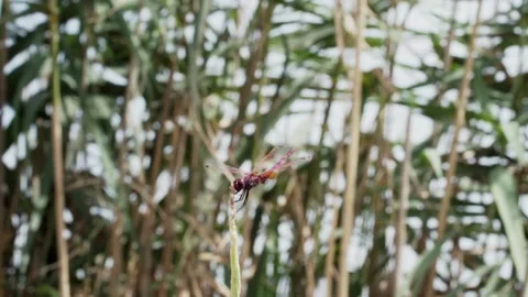 Dragonfly 스톡 동영상 157130024