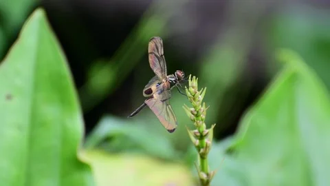 A dragonfly Stock Footage