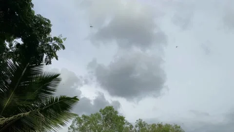 Dragonfly Vídeos de archivo 167700619