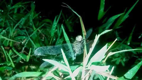 Dragonfly Stock Footage 186959584