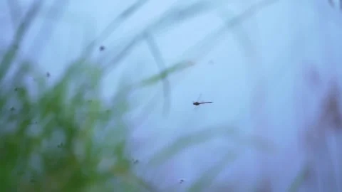 DRAGONFLY Stock Footage 195478973