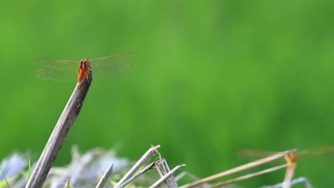 Dragonfly Stock Footage 196677826
