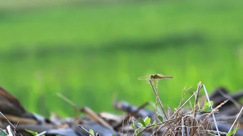 Dragonfly Stock Footage 196677830