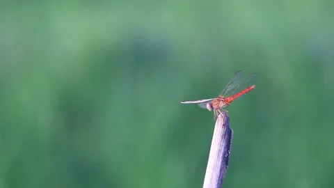 Dragonfly Stock Footage 196677857