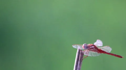 Dragonfly Stock Footage 196678231