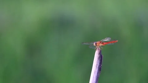 Dragonfly Stock Footage 196678232