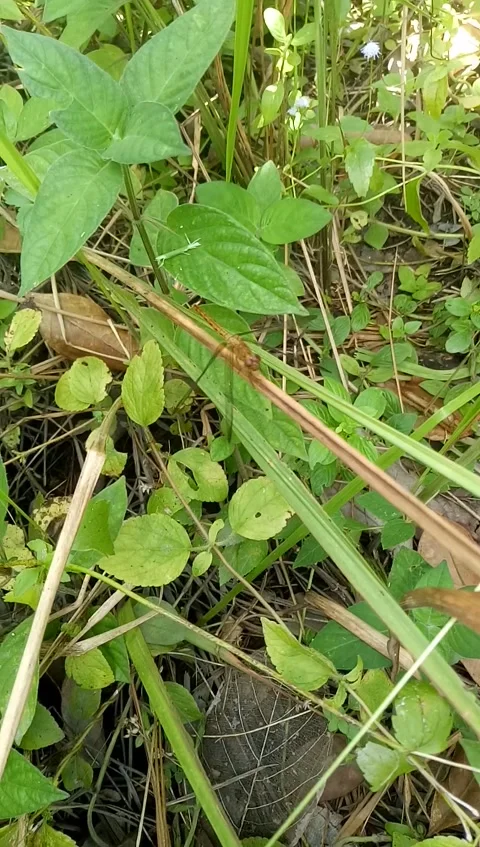 Dragonfly Stock-Footage 196852570