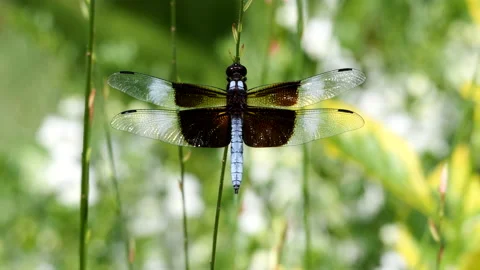 Dragonfly Stock Footage 202086572