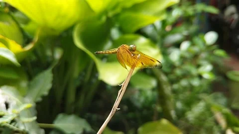 Dragonfly Stock Footage 217654755