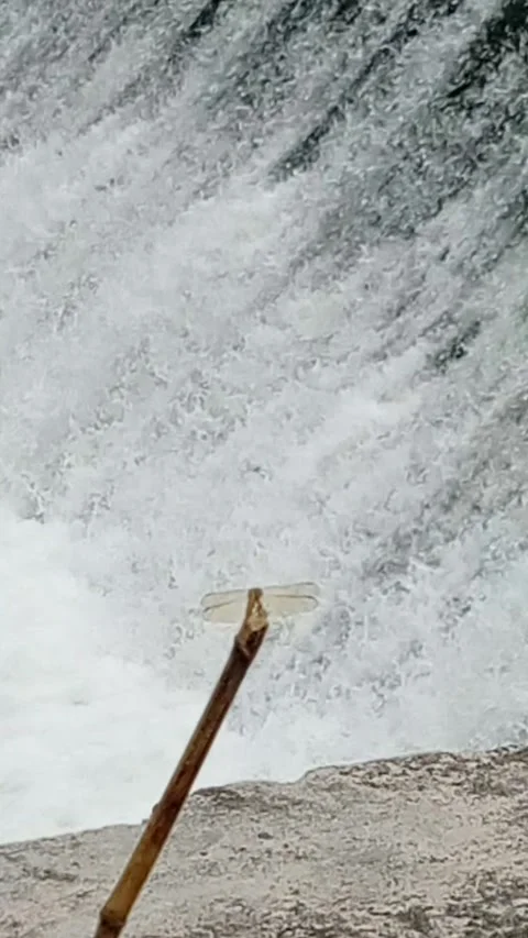 Dragonfly 库存影片 218563440