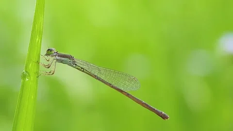 Dragonfly Vidéo 220017340