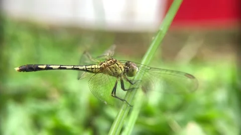 Dragonfly Stock Footage 221454062