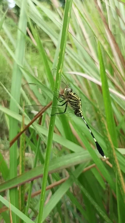 Dragonfly Stock Footage 232826371