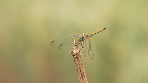 Dragonfly Video stock 236675385