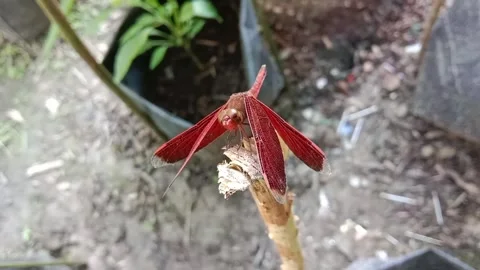 Dragonfly Stock Footage 241335455
