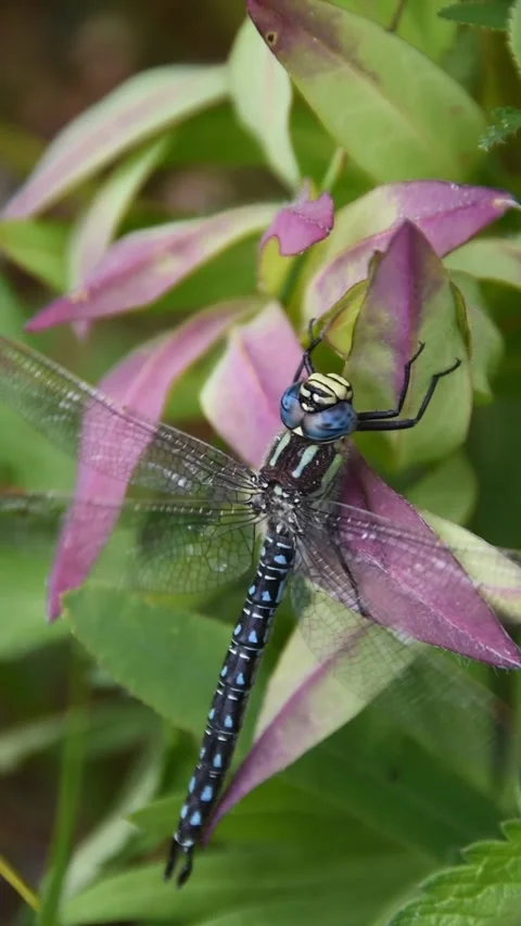 Dragonfly Stock Footage 243755123