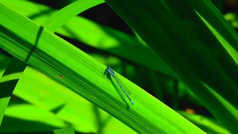 Dragonfly Video stock 245441077