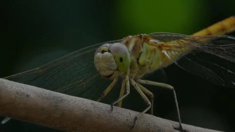 Dragonfly Stock Footage 247042505