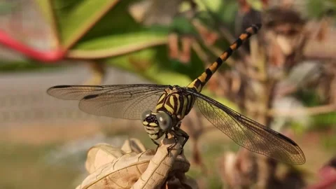 The dragonfly Video stock 251417469