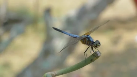 A dragonfly Stock Footage 252812979