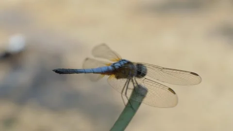 A dragonfly Stock Footage 252812980