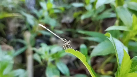 Dragonfly Stock Footage 256751342