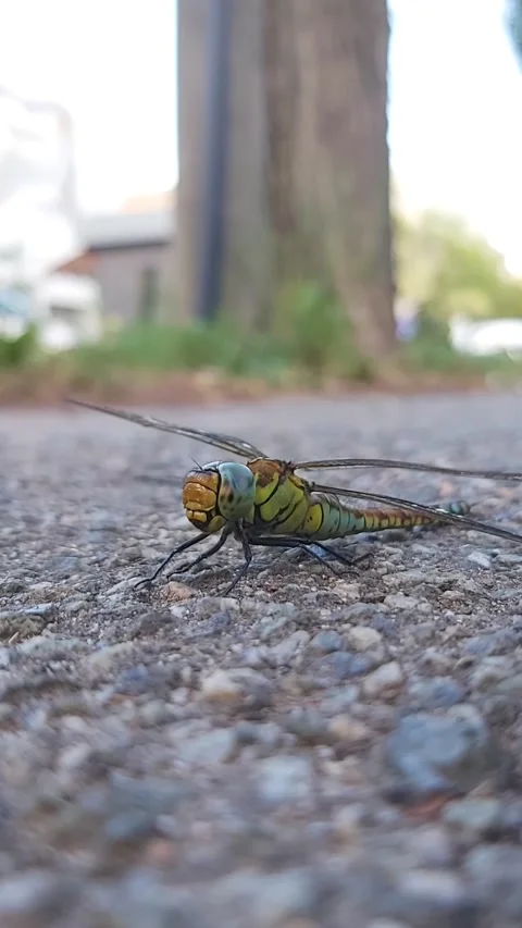 Dragonfly Stock Footage 279215599