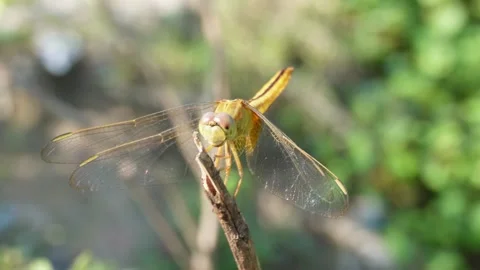 Dragonfly Video stock 291232848