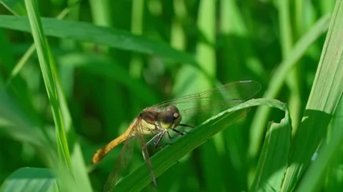 Dragonfly Stock Footage 318295278