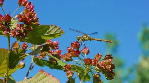 Dragonfly Stock Footage 323444075