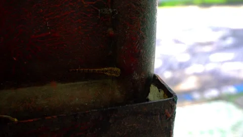 Dragonfly Stock Footage 324532540