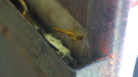 Dragonfly Stock Footage 324532572
