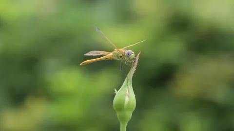The dragonfly. Stock Footage 325024484