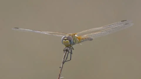 Dragonfly Stock Footage 331639847