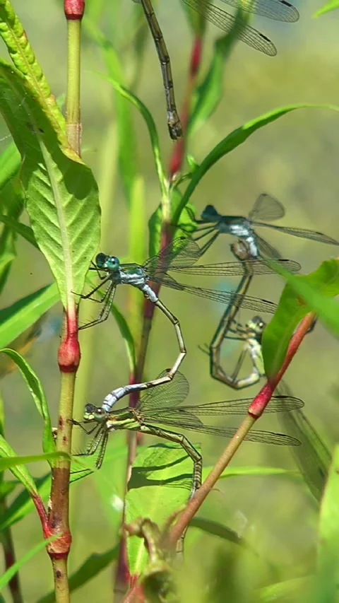 Dragonfly 库存影片 332410125