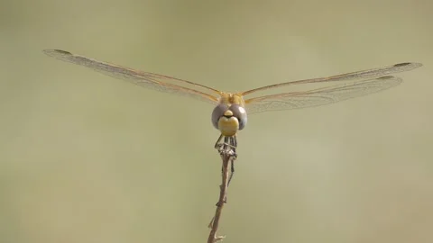 Dragonfly Stock Footage 333033940