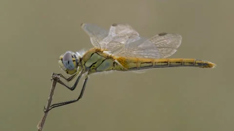Dragonfly Stock Footage 333060132